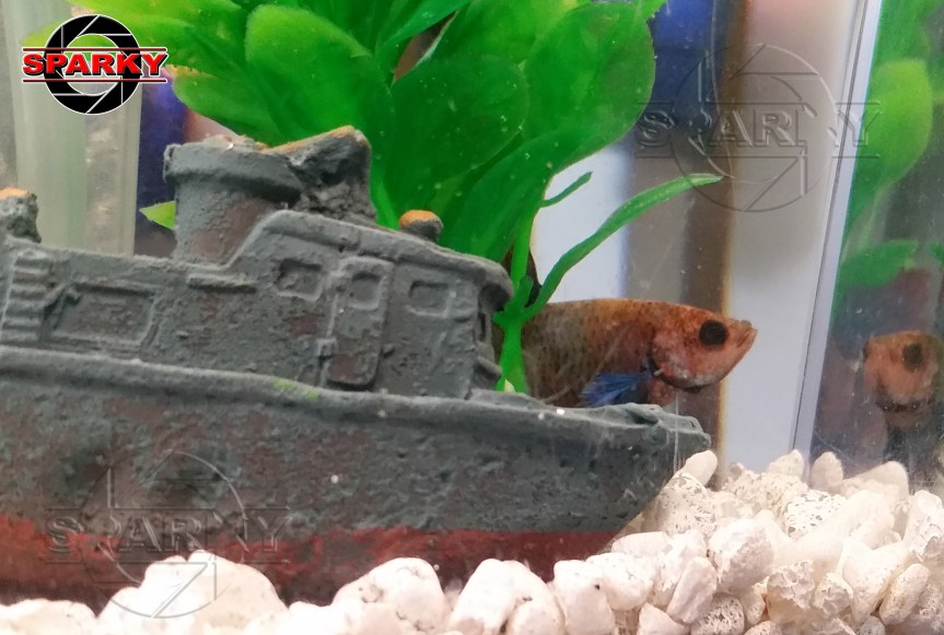 160918-003-luna-the-betta