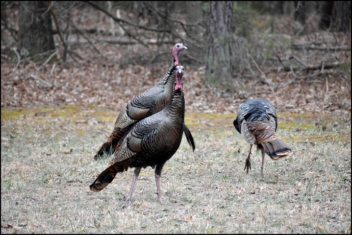 Cowpens National Battlefield